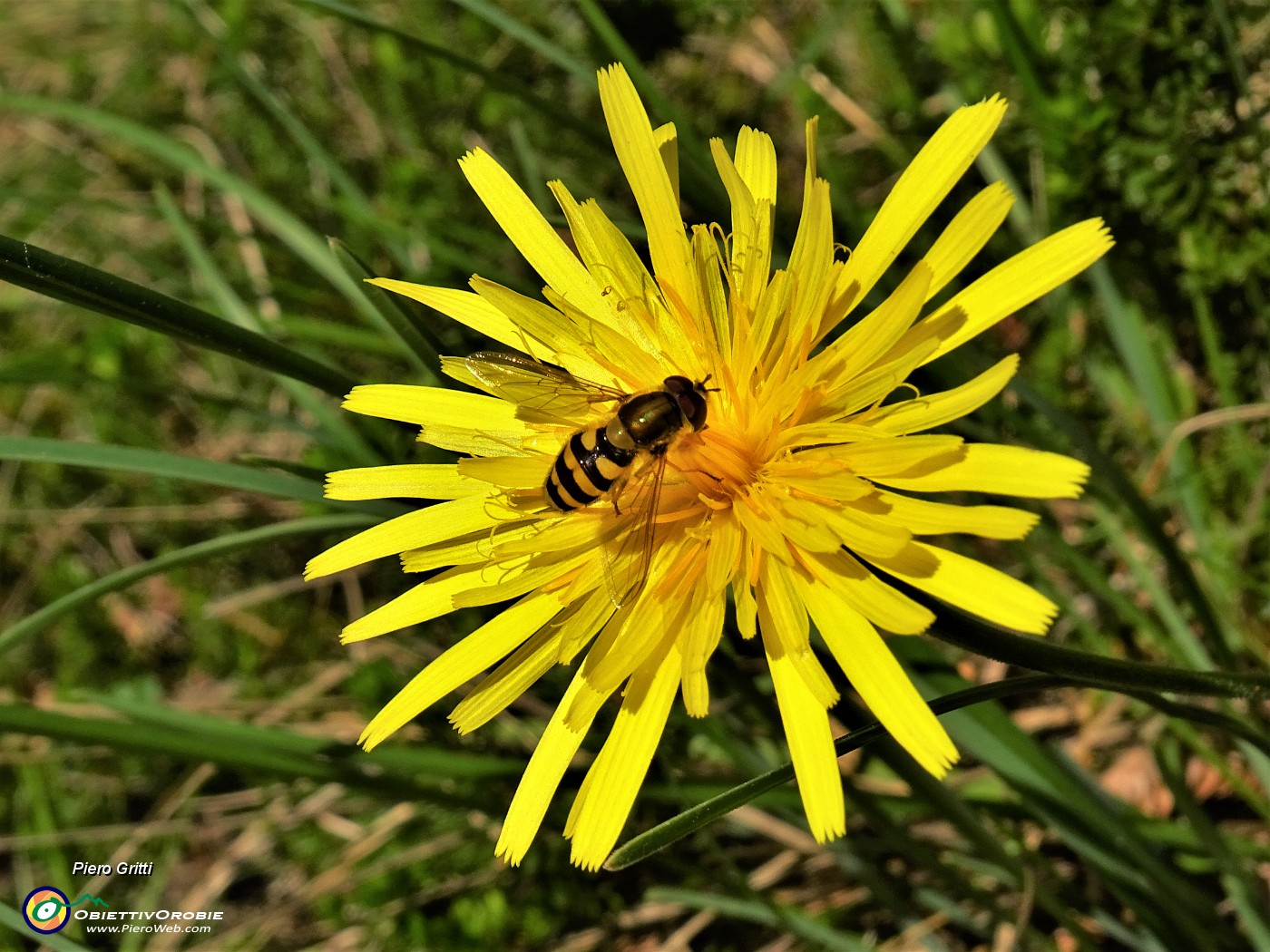 26 Leontodon tenuiflorus (Dente di leone comune) con ape.JPG